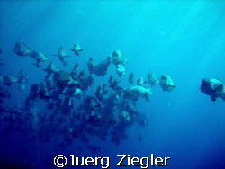Bumphead School over Reef from Sipadan Island!
My very l... by Juerg Ziegler 